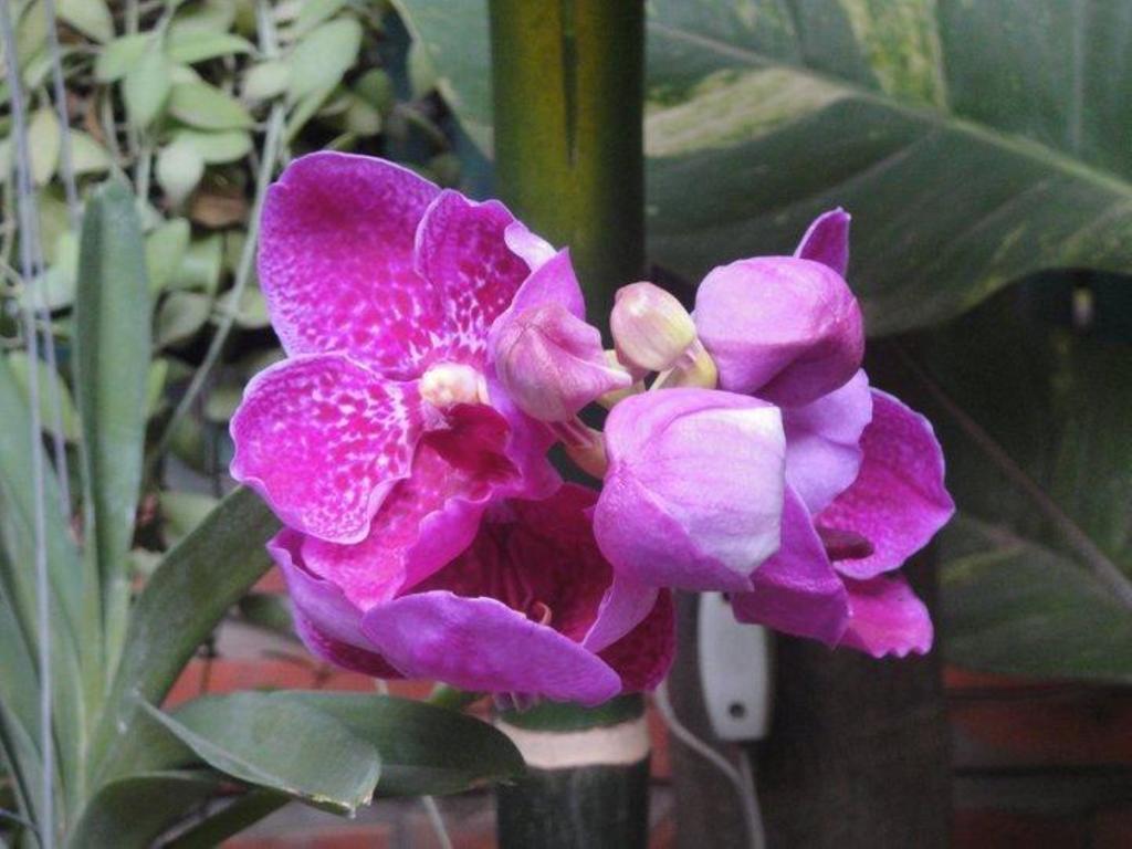 Big Lyna Villa Siem Reap Eksteriør bilde